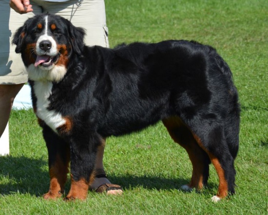 Berneński pies pasterski