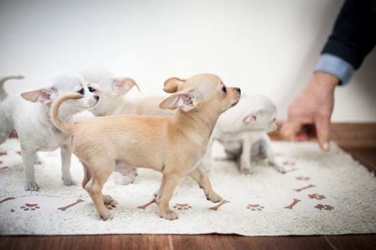 Chihuahua - śliczne szczenięta z rodowodem! 